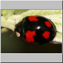 Harmonia axyridis - Asiatischer Marienkaefer 59a.jpg